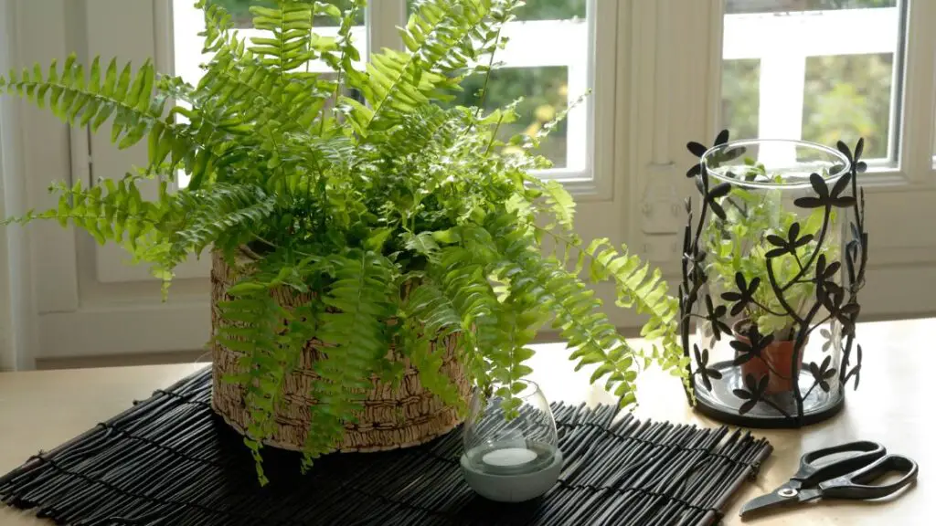 Boston Fern Propagate