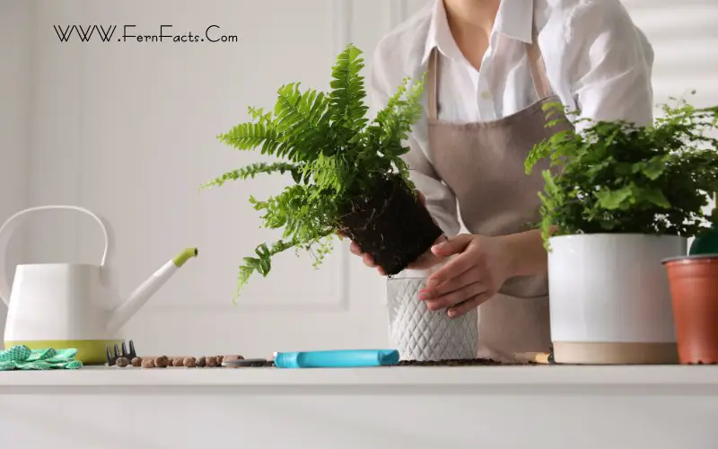 Ferns That Grow in Shade