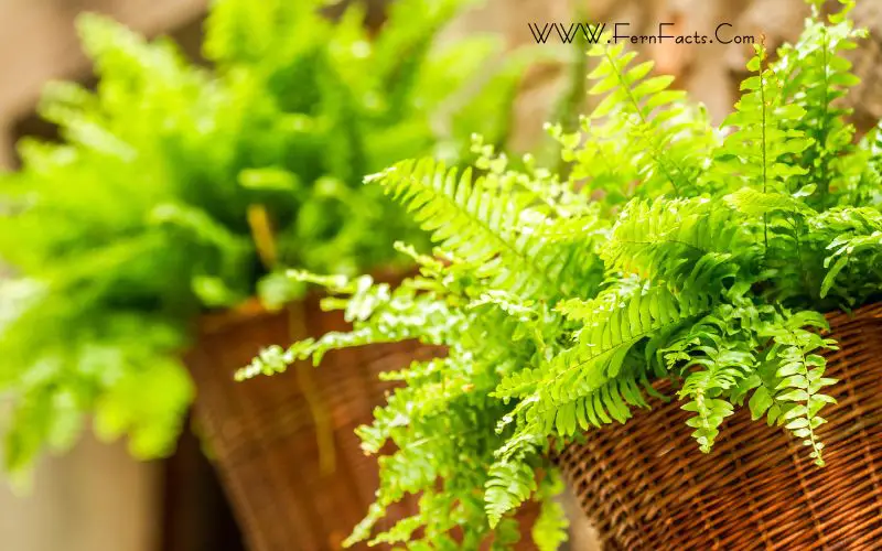 Ferns for Hanging Baskets