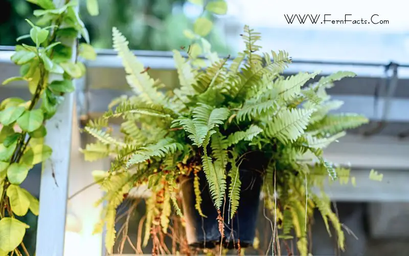 How to Care for Outdoor Ferns in Pots