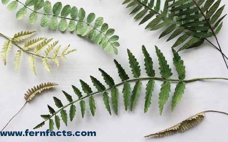 Which Ferns Does not Spread