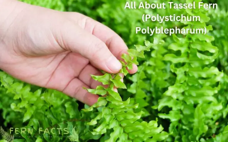 All About Tassel Fern (Polystichum Polyblepharum)