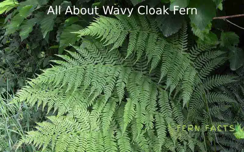 Wavy Cloak Fern