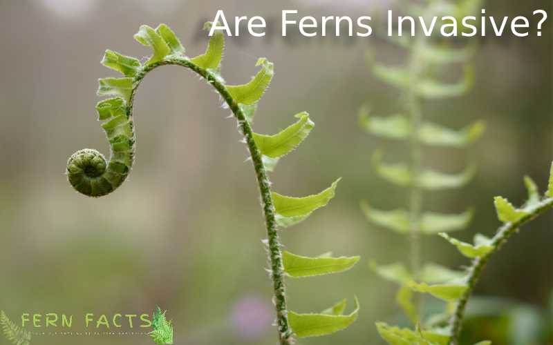 Are Ferns Invasive