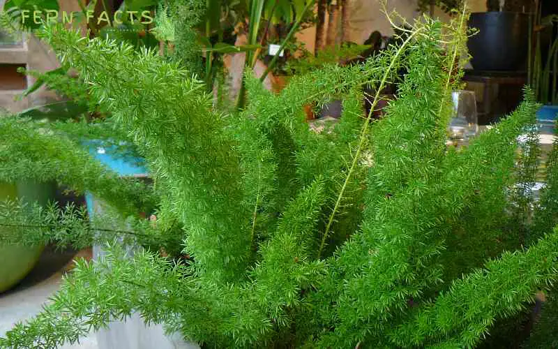 Asparagus Fern Repotting