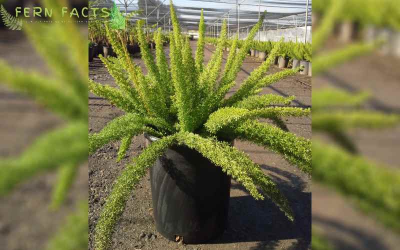 Overview of Asparagus Fern 