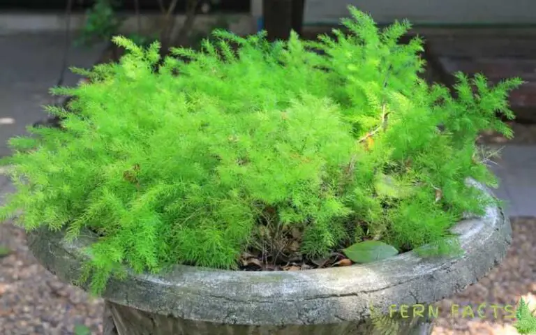 Asparagus Ming Fern – All You Need To Know