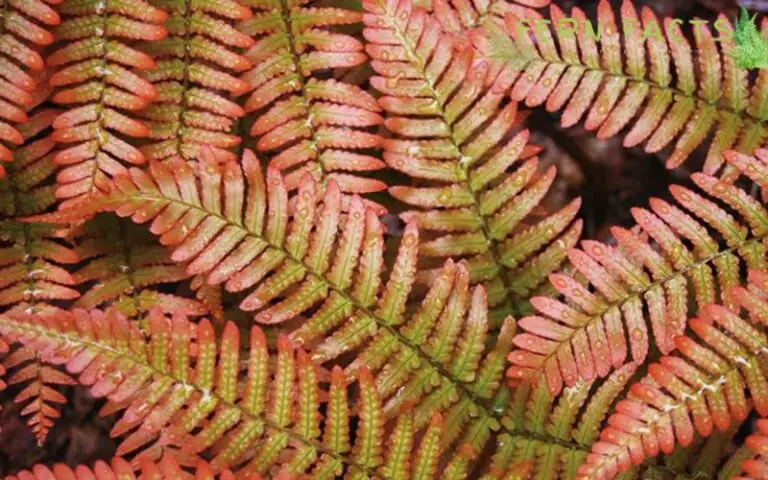 Autumn Fern: Complete Guide