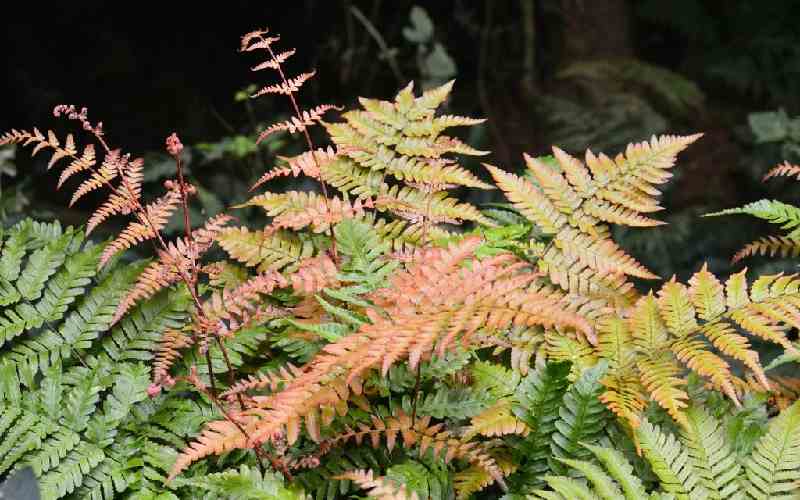 Autumn ferns