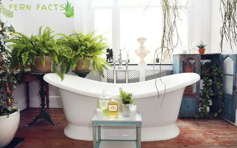 Bathroom Ferns