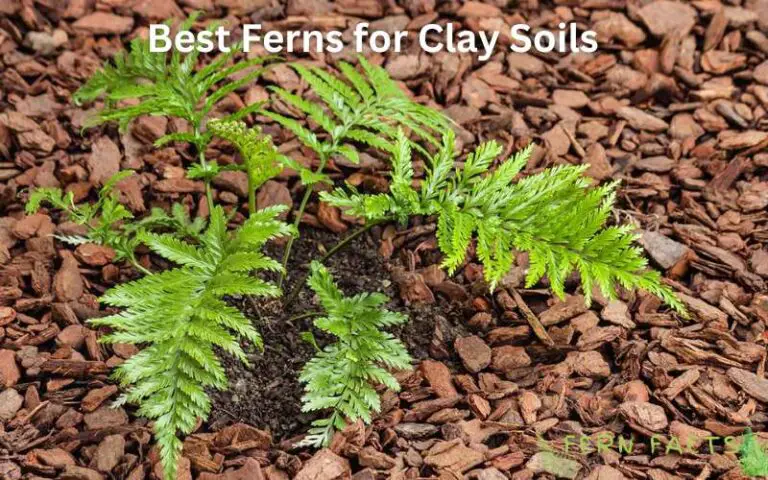 A Guide to the Best Ferns for Clay Soils