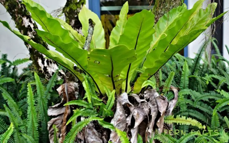How to Protect Your Bird’s Nest Fern: Pest and Disease Management