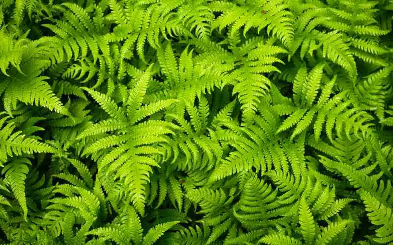 Broad Fronds Evergreen Ferns 