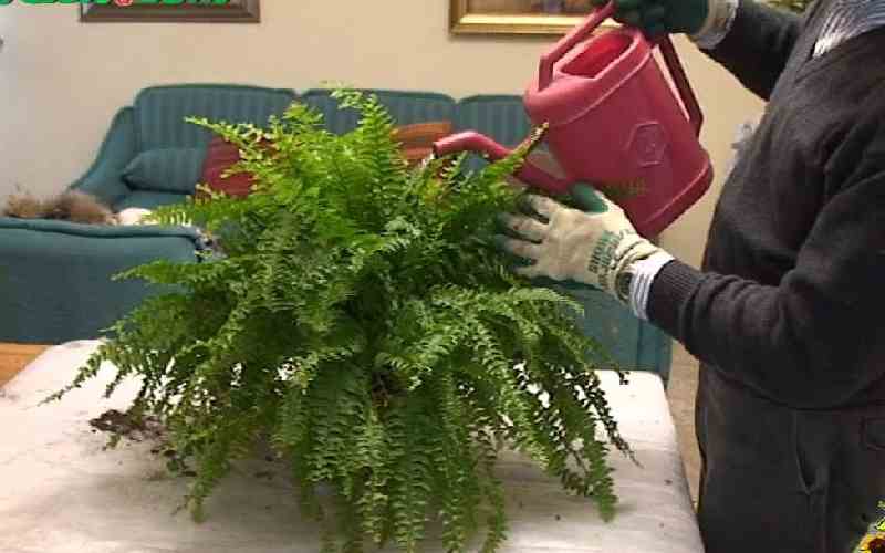 Care for Growing Northern California Ferns