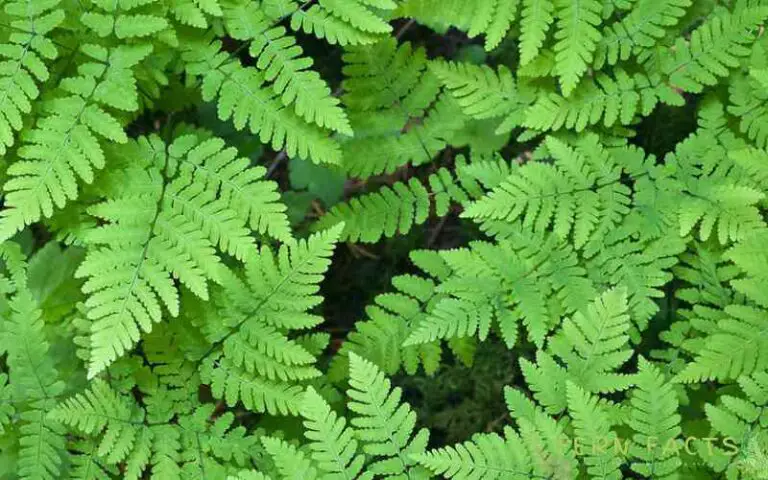 How to Grow and Care for Oak Fern Plants