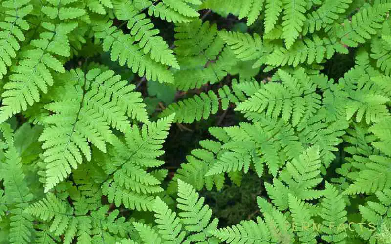 Oak Fern Plants