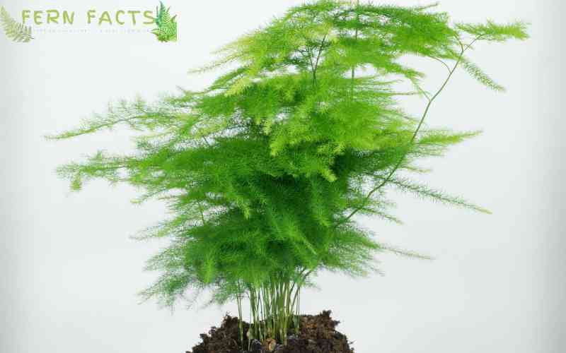 Care for Asparagus Fern