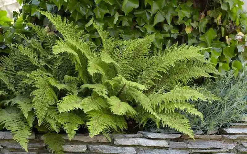 Classic Bushy Evergreen Ferns