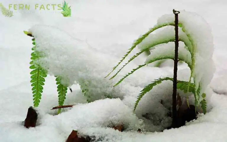 How Cold Can Ferns Tolerate and 5 Best Cold Tolerant Fern