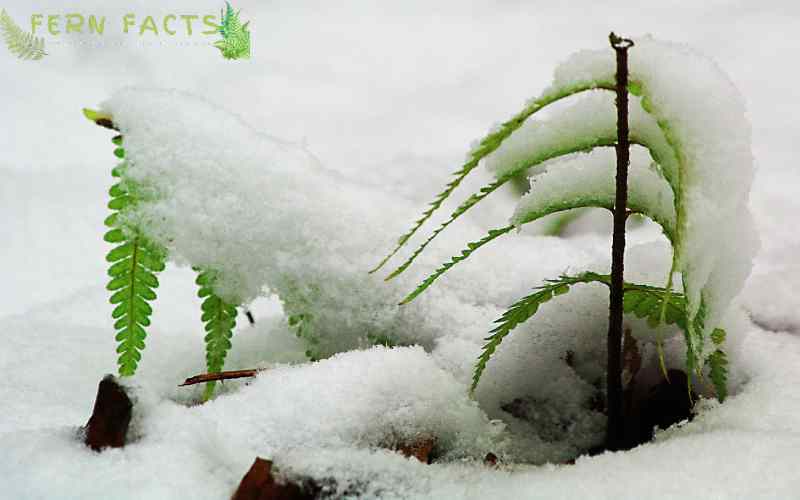 Cold Tolerant Ferns