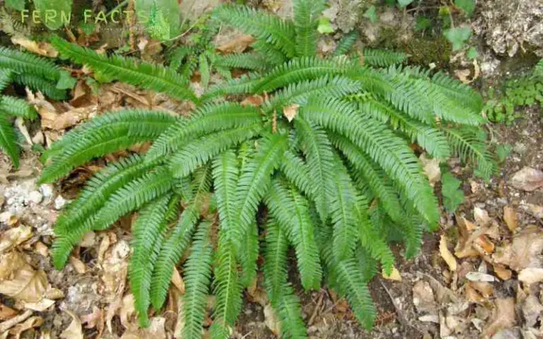 How to Grow and Care a Deer Fern (Struthiopteris Spicant)
