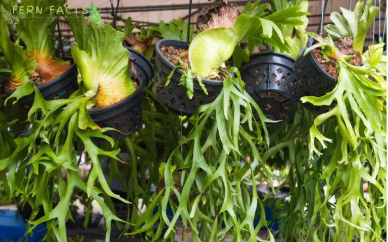 How to Treat a Diseased Staghorn Fern