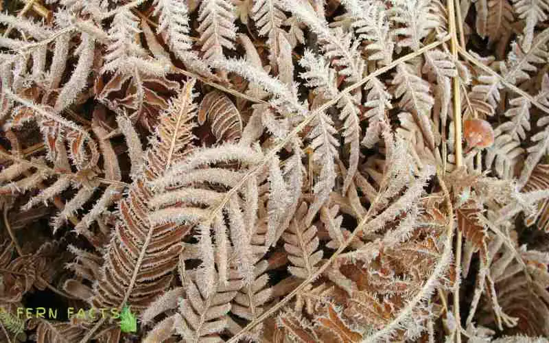 Do Ferns Die Back in Winter