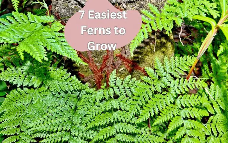7 Easiest Ferns to Grow