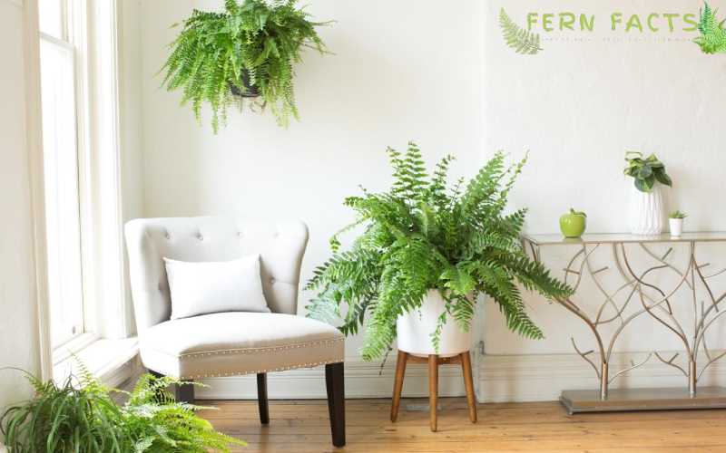 Evergreen Ferns for House