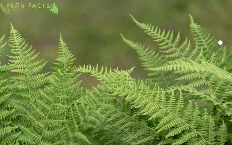 Factors Affecting Ferns Growth 