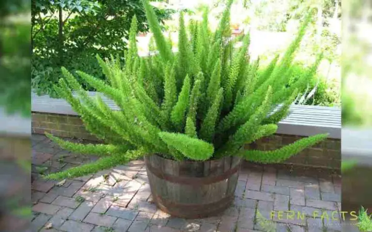 Foxtail Asparagus Ferns