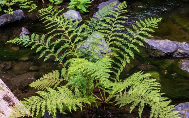 What is a Ghost Fern – Lady Fern Ghost Plant Info