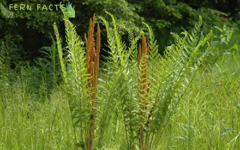 How to Plant and Grow Cinnamon Fern