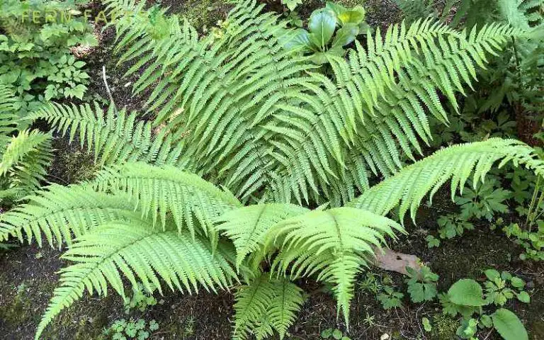 How to Plant and Grow Wood Fern