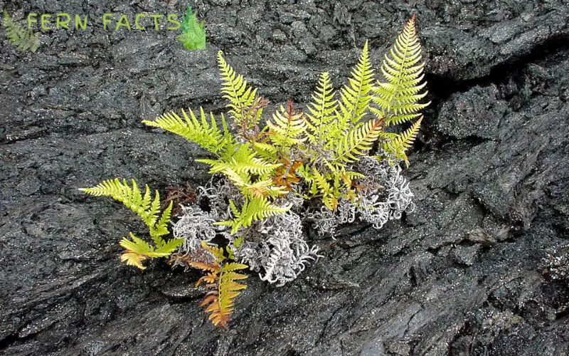 How to Revive Frozen Boston Fern