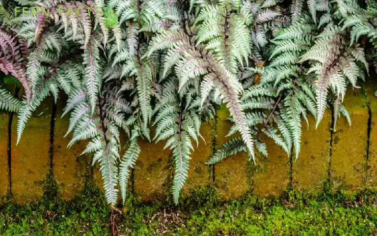 How to Plant and Grow Japanese Painted Fern