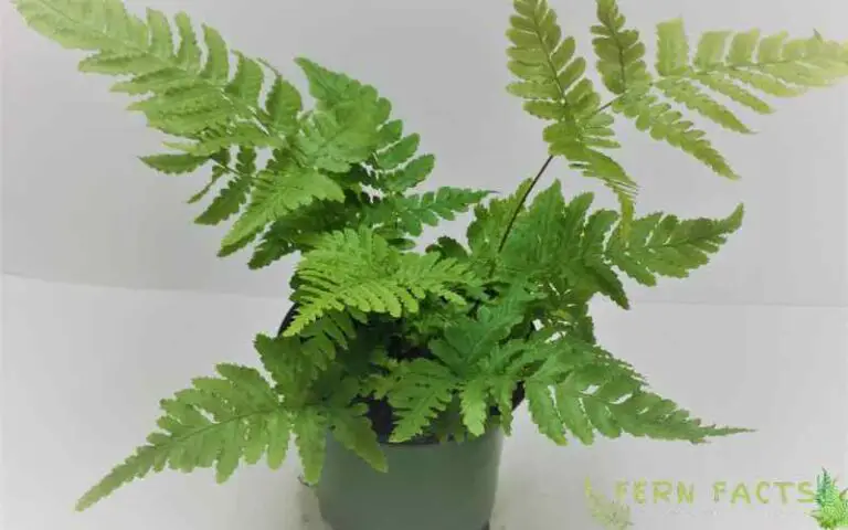 How to Plant and Care Korean Rock Fern