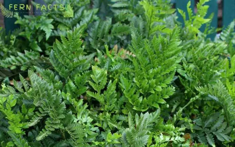 How to Grow and Care Leatherleaf Fern (Rumohra Adiantiformis)
