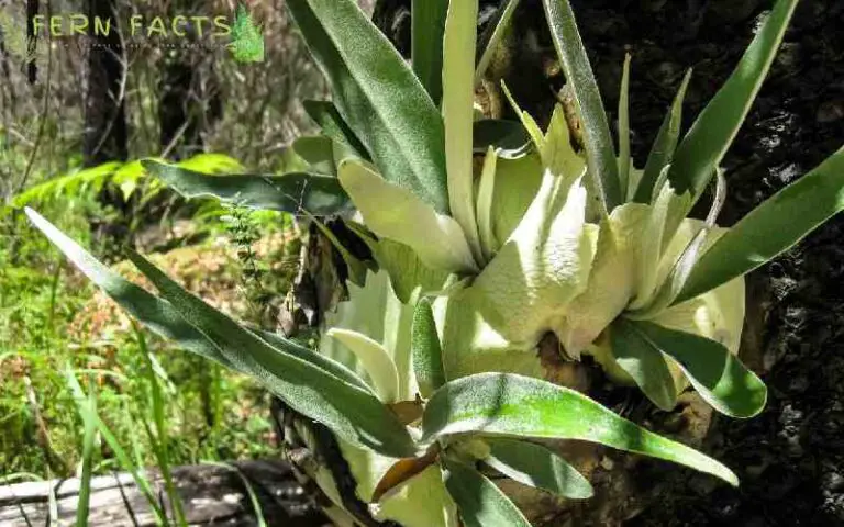 Light for a Staghorn Fern: Staghorn Fern Light Requirements