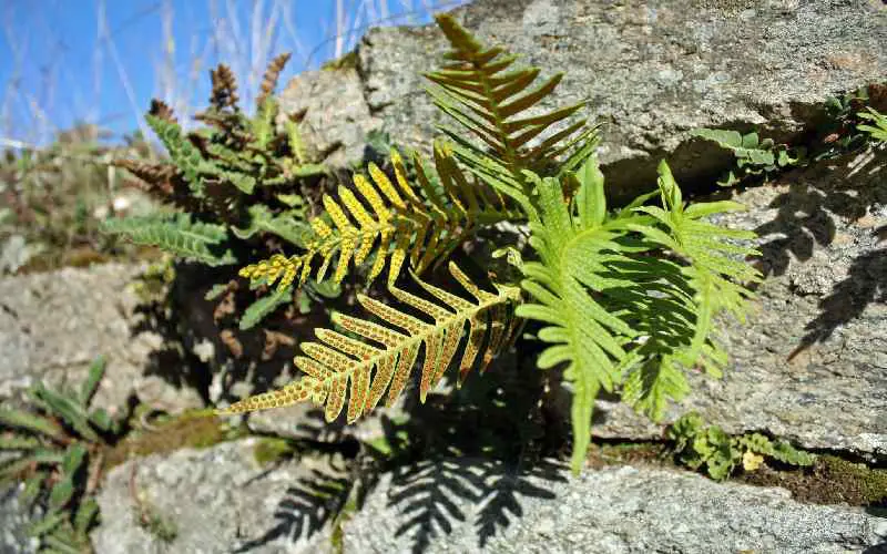 Troubleshooting My Fern