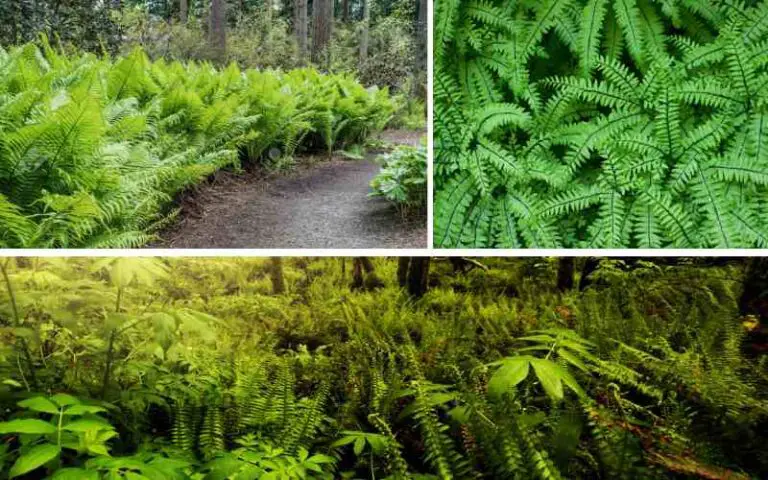 Best Evergreen Ferns for the Northwest