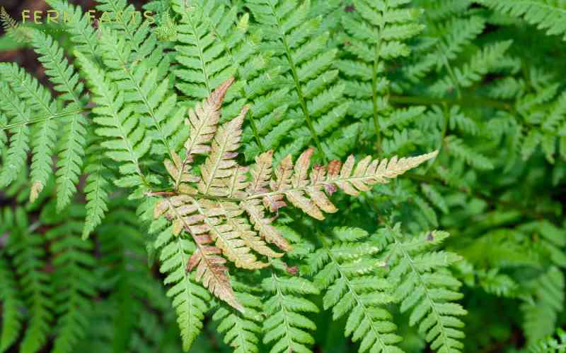 Oak Fern Care