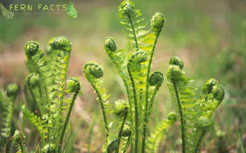 Ostrich Fern Details