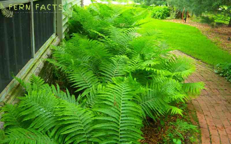 Ostrich Fern Garden