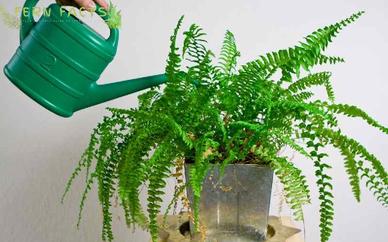 Overwatering Ferns