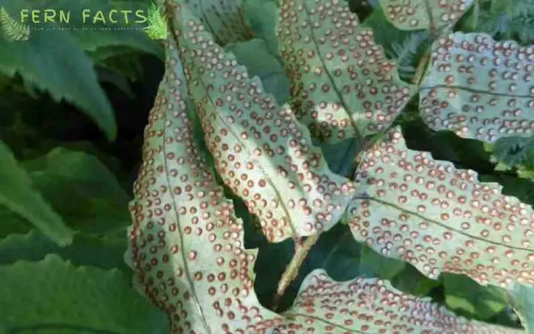 Holly Fern - All You Need to Know