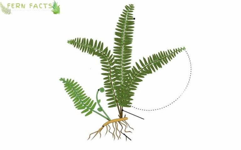 Care of Christmas Ferns: Tips for Growing Christmas Ferns