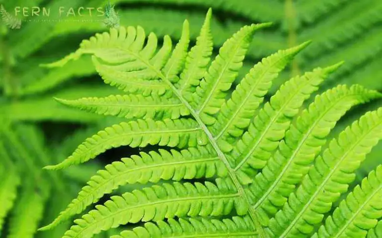 How to Plant Royal Ferns in the Garden