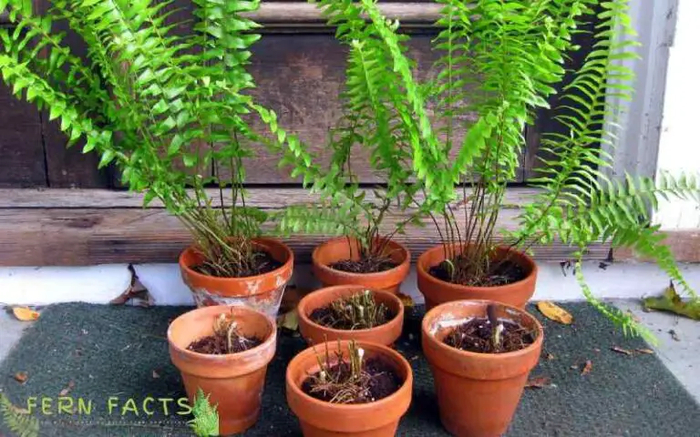 Separating Ferns: Learn How to Divide Fern Plants