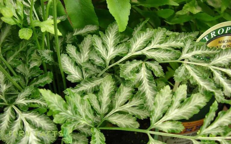 How to Grow and Care for Silver Lace Fern (Pteris Brake Fern)